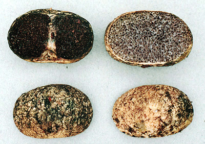 Chamonixia caespitosa