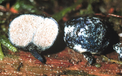 Chamonixia caespitosa