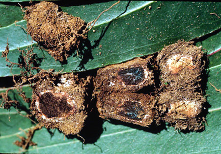 Chondrogaster pachysporus