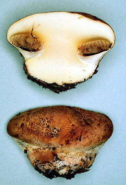Cortinarius verrucisporus