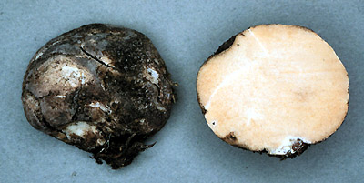 Cystangium vesiculosum 
