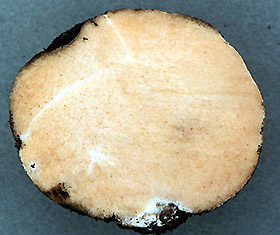 Cystangium vesiculosum 
