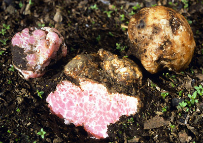 Delastria rosea