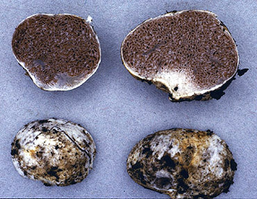 Descomyces sp. 