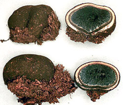 Elaphomyces cyanosporus 