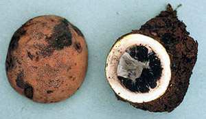 Elaphomyces granulatus 
