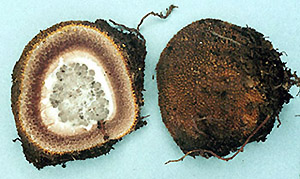 Elaphomyces muricatus