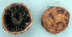 Elaphomyces muricatus 