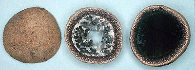 Elaphomyces muricatus 