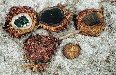 Elaphomyces viridiseptum 