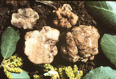 Fischerula macrospora