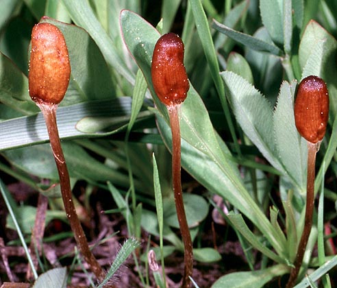 Galeropsis polytrichioides