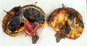 Gastroboletus sp. 