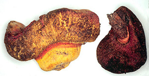 Gastroboletus vividus