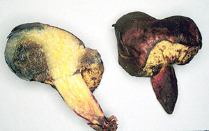 Gastroboletus turbinatus