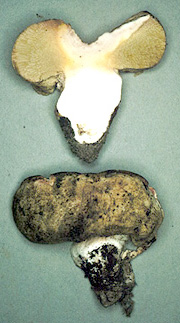 Gastroboletus subalpinus
