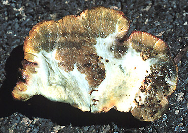 Gastroboletus ruber