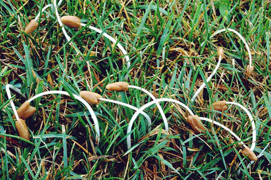 Gastrocybe lateritia