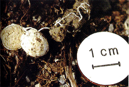 Gastrosporium simplex
