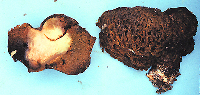 Gastrosuillus sp.