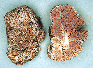 Gautieria graveolens