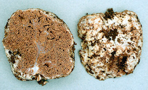 Gautieria crispa
