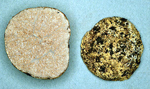 Gautieria crispa