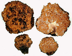 Gautieria caudata