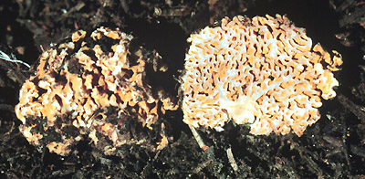 Gautieria sp.