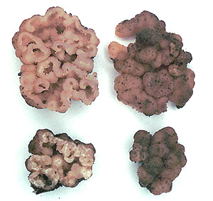 Genabea cerebriformis