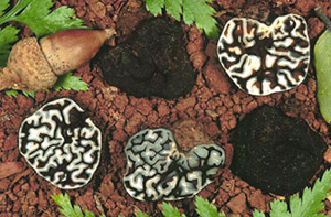 Genea verrucosa
