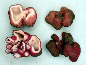 Genea intermedia