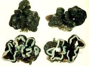Genea gardneri