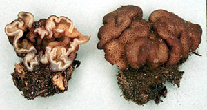 Genea sp.