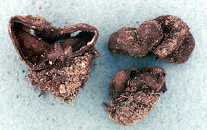 Genea arenaria
