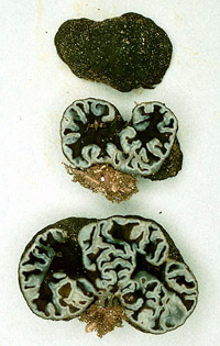 Genea sp.