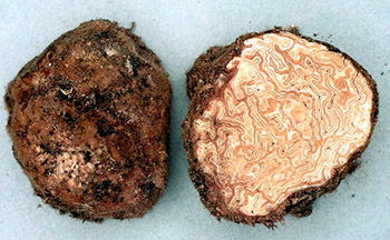 Geopora sp.