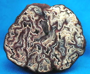 Geopora cooperi