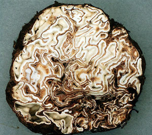 Geopora gilkeyae