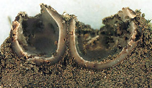 Geopora clausa