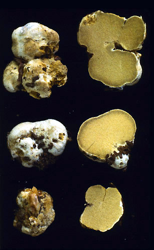 Glomus microcarpum