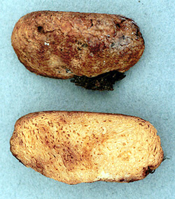 Gymnomyces compactus