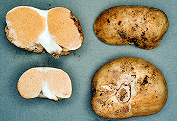 Gymnomyces socialis