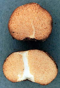 Gymnomyces sp.