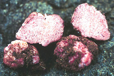 Hydnangium carneum