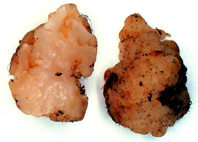 Hydnobolites californicus
