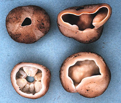 Hydnotrya variiformis