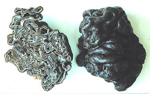 Hydnotrya subnix