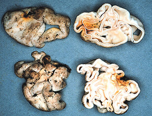 Hydnotrya variiformis var. pallida