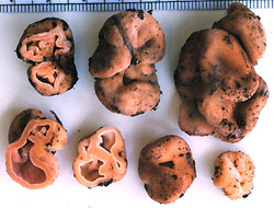 Hydnotrya variiformis